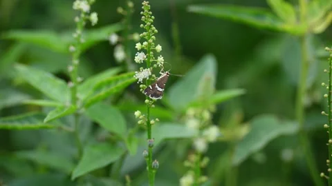 Spoladea recurvalis. Видео 315229968