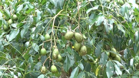 Spondias dulcis fruit Stock Footage 70157695