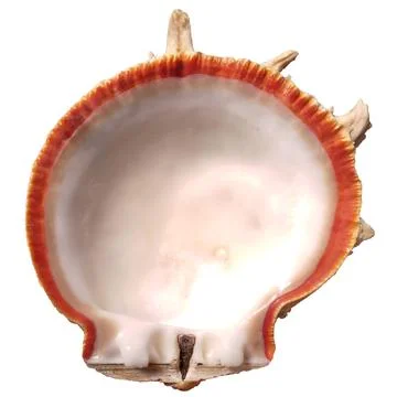 Spondylus shell top view with spikes. Bivalve seashell on white background. Stock Photos
