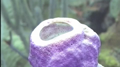 SPONGE 1 Video stock 306602454