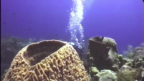 SPONGE 11 Stock Footage 306609674