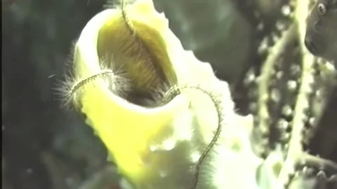 SPONGE 16 Stock Footage 306613702