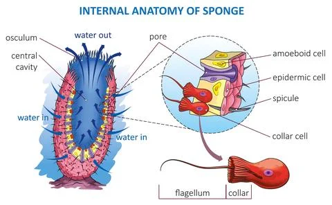 Sponge anatomy Stock Illustration