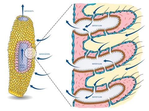 Sponge anatomy-water circulation Stock Illustration