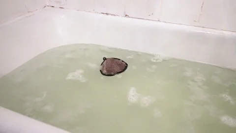 Sponge in bath with foam. 19 Stock Footage 98251434