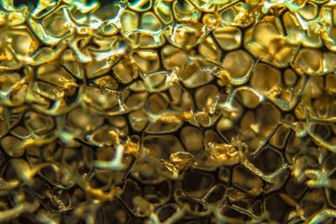Sponge close-up in Golden light Stock Photos