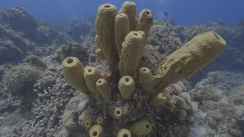 Sponge Coral Stock Footage 308482066