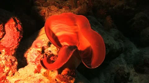 Sponge coral inside the cave Stock Footage 22643215