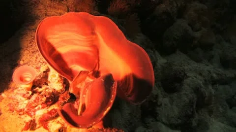 Sponge coral inside the cave 動画素材 22643216