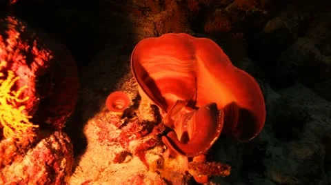 Sponge coral inside the cave Stock Footage 22643233