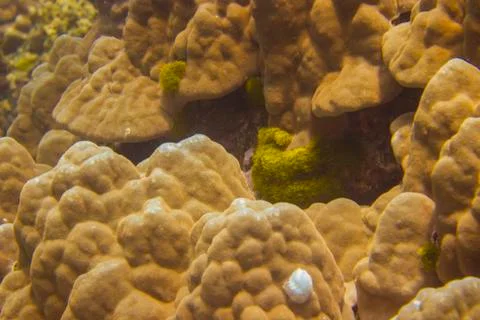 Sponge coral on the seabed Stock Photos