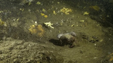 Sponge crab walks on the sandy and rocky seabed, Ustica,Sicily,Mediterranean sea Stock Footage 126707400