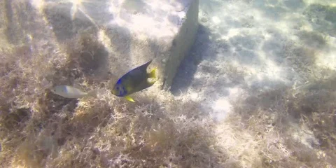 Sponge garden fish Stock-Footage 104067809