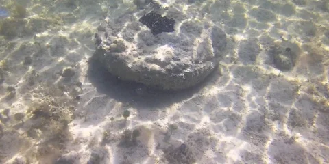 Sponge garden Stock Footage 104067821