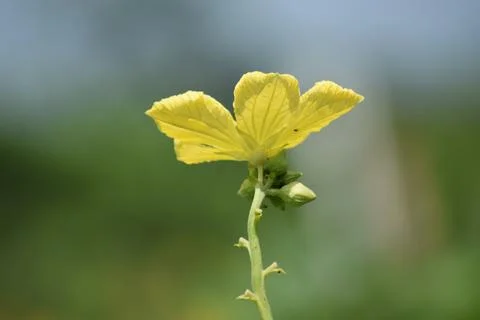 Sponge Gourd Blossoms on Stem in Selective Focus Stock Photos