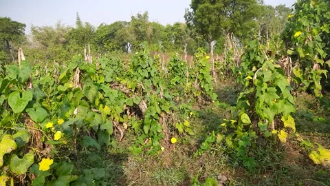 Sponge gourd field. Stock Footage 165393352