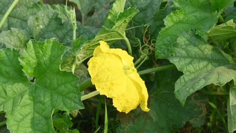 Sponge gourd flower. Stock Footage 317061881