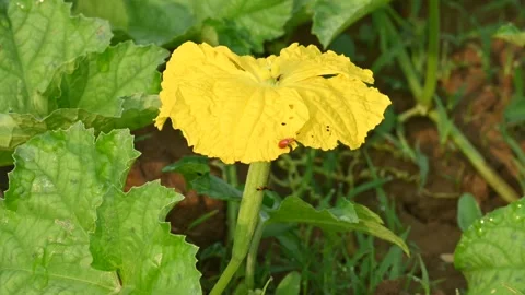 Sponge gourd flower. Stock Footage 317061891