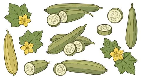 Sponge Gourd Luffa Vegetable Vector Set Flowers Leaves Slices Stock Illustration