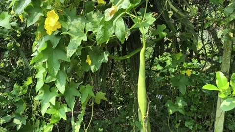 Sponge gourd, or luffa, hanging and ready for harvest in the garden. Stock Footage 288178393