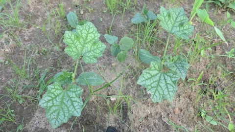 Sponge gourd plant. Video stock 286394036