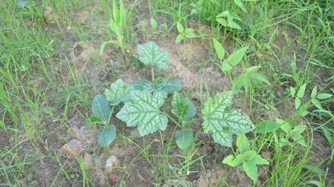 Sponge gourd plant. Видео 286394129