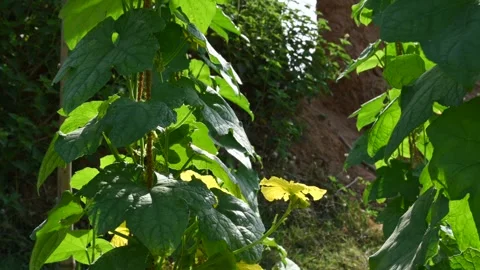 Sponge gourd plant vines. Stock-Footage 272907294