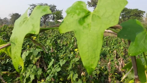Sponge gourd in vegetable garden. Stock Footage 188183713