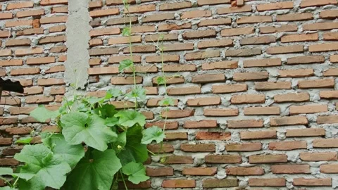Sponge gourd vine climbing and clinging on a rustic red brick wall in a bac.. Stock Footage 337954571
