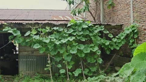 Sponge gourd vine climbing on plastic rope and wooden house wall in small b.. Stock-Footage 337954505