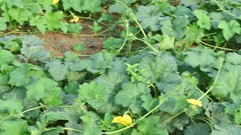 Sponge gourd vine in the field. Stock Footage 317892903