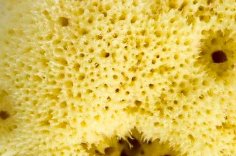 Sponge macro Stock Photos