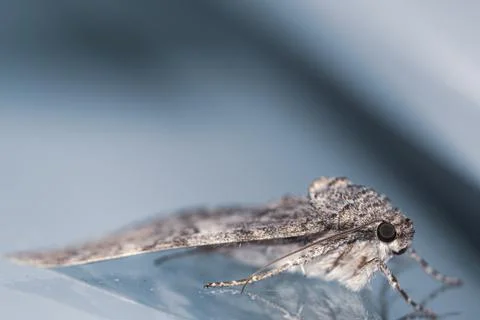 A sponge moth with grey patterned wings hangs on a house wall Stock Photos