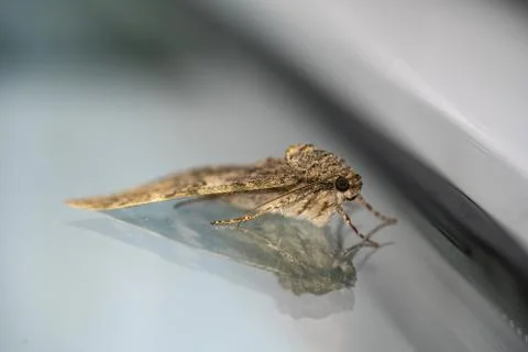 A sponge moth with grey patterned wings hangs on a house wall Stock Photos
