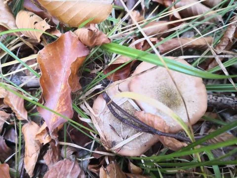 Sponge nature Stock Photos