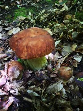 Sponge nature Stock Photos