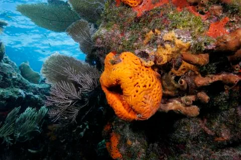 Sponge, pennekamp coral reef state park, key largo, florida Stock Photos