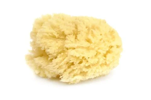 Sponge Stock-Fotos