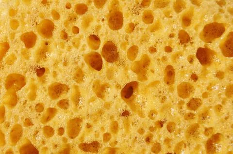 Sponge Stock Photos