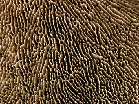 Sponge. Stock Photos