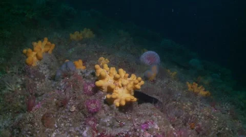 Sponge reef with purple anemoni Stock Footage 56759241