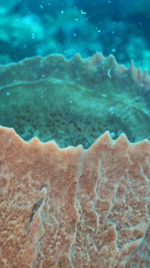 Sponge releasing spawn from coral wall surface Stock Footage 325720880