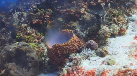 Sponge Spawning Vídeo Stock 1218336