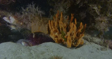 Sponge, Star Fish Over Seabed, Southern Australia Ocean Stock Footage 316586984