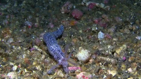 Sponge synaptid sea cucumber in Lembeh strait Indonesia Stock Footage