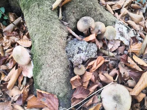 Sponge tree lanaga root Stock Photos