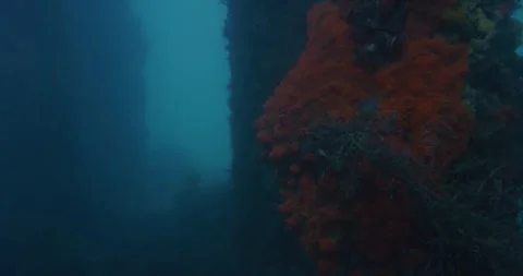 Sponge Under The Jetty Pylons Stock Footage 316765939