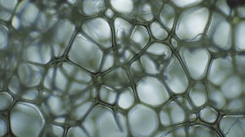 Sponge for washing dishes under a microscope Stock Footage 83530469
