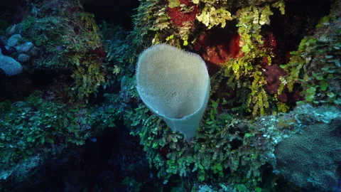 Sponges and corals along the reef 库存影片 219427054