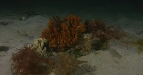 Sponges Over Seabed, Temperate Waters 스톡 동영상 337206727